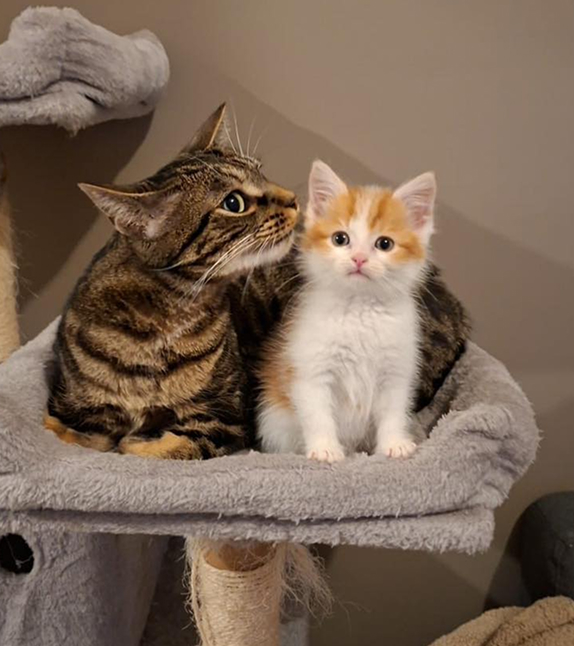 vétérinaire chat montdidier vétérinaire chat montdidier