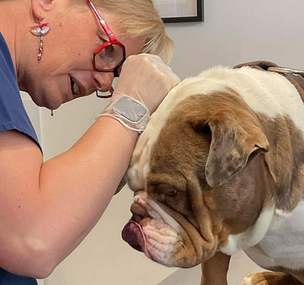 Vétérinaire qui consulte l'oreille d'un chien