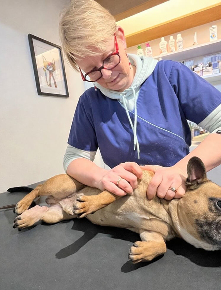 Vétérinaire de la clinique Santer'Vet à Roye