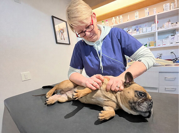 V&eacute;t&eacute;rinaire consultant un chien