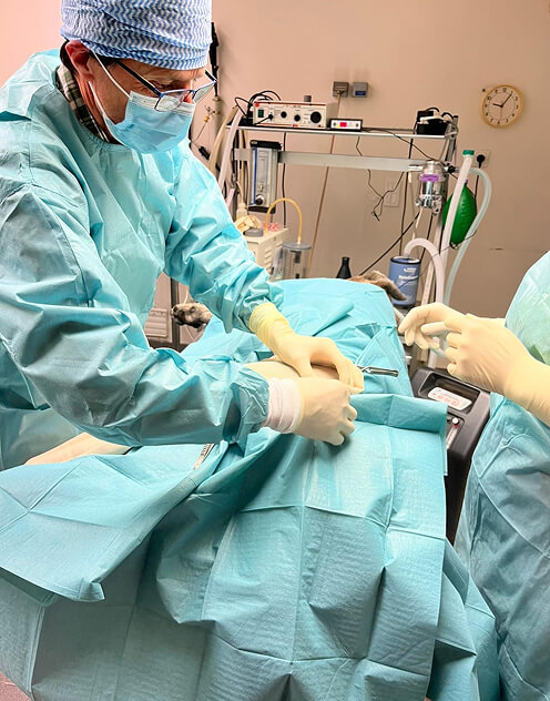 Op&eacute;ration chirurgie v&eacute;t&eacute;rinaire