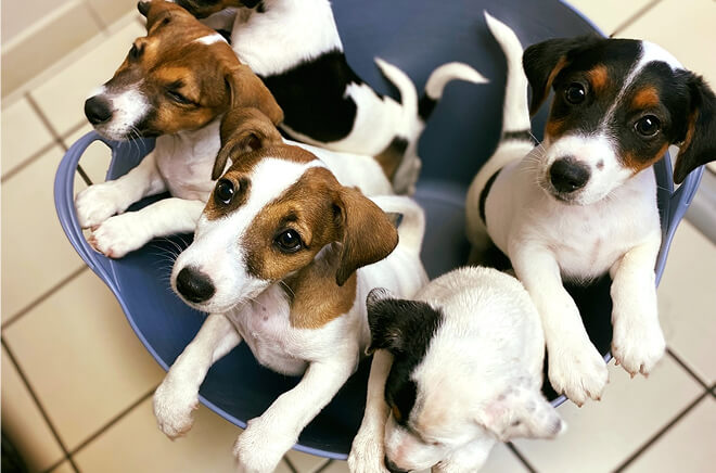 SV-Reproduction Consultation de reproduction